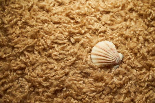 A shell on the beige background.Close up