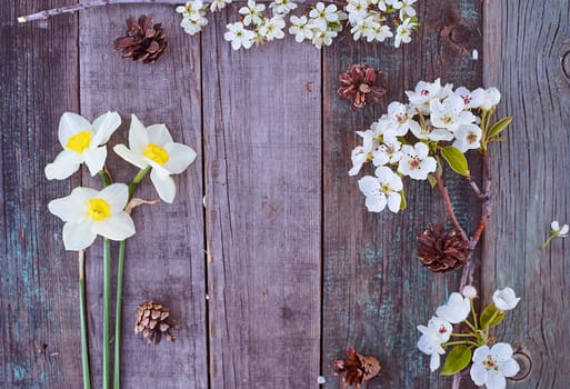 Beautiful white daffodil flowers and flowering branches of apple and cherry lie on a wooden table. Top view. High quality photo