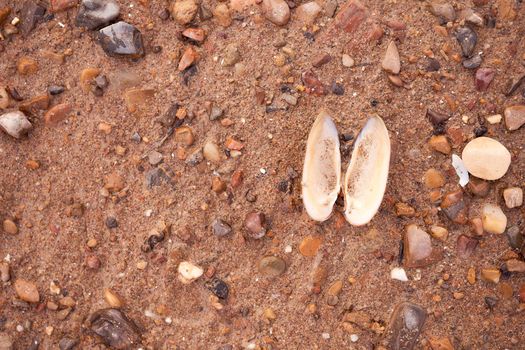 Open River shell lies in the water on the sand. High quality photo