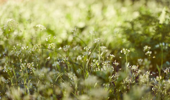 Spring grass with a blurred background. . High quality photo