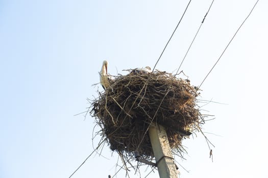 A nest with storks on a pole of a power line in a village