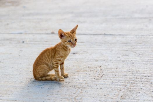 Tiny skiny hungry stray red kitten outdoors.