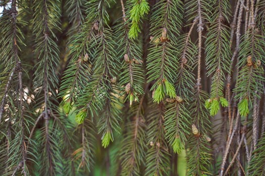 Spruce branches with cones. High quality photo