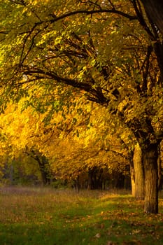 Beautiful autumn park. Picturesque nature, golden trees in the rays of the sun