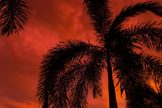 Silhouetted by a palm tree on the background of an unusual fiery red tropical sunset