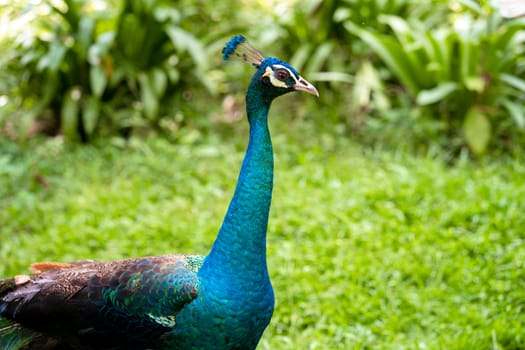 A beautiful manicured peacock walks in a green bird park