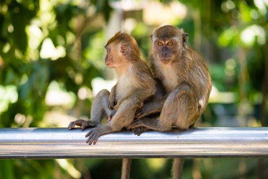 Two little monkeys hug while sitting on a fence.