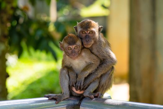 Two little monkeys hug while sitting on a fence.