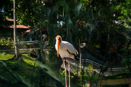 Portrait of milk stork on a fence.