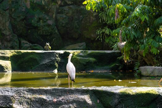 A flock of milk stork is hunting in a pond. Looking for fish.