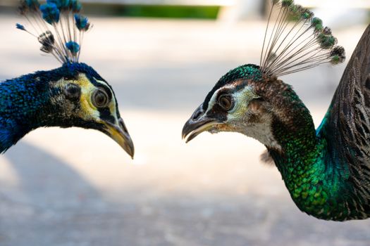 Close-up, a pair of peacocks male and female. Look at each other.