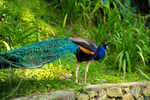 A beautiful manicured peacock walks in a green bird park