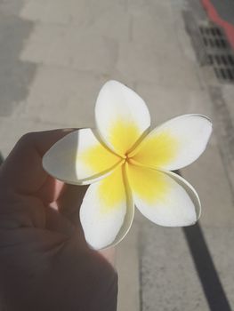 Yellow white Plumeria flower in a woman's hand. Plumeria frangipani in Cape Town.