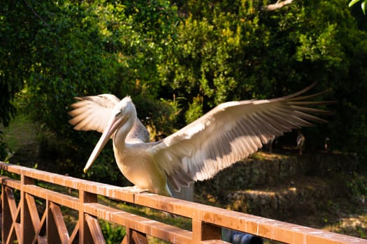 The white pelican that lives in the bird park sits on the railing of the bridge.