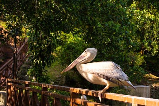 The white pelican that lives in the bird park sits on the railing of the bridge.