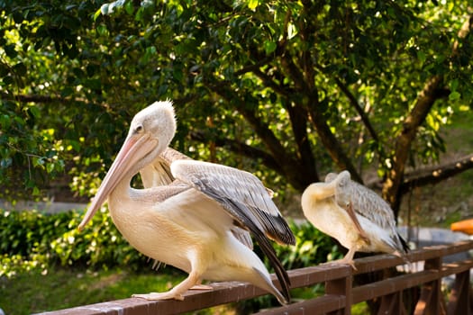 A flock of white pelicans who live in a bird park.