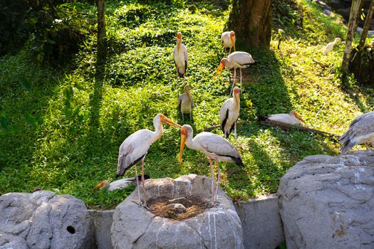 A flock of milk storks sits on a green lawn in a park.