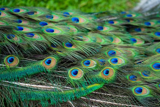 Close-up of a peacock's tail. Feathers on the tail of a peacock. Colors of nature.