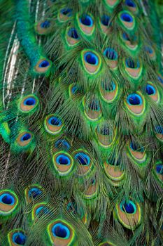 Close-up of a peacock's tail. Feathers on the tail of a peacock. Colors of nature.