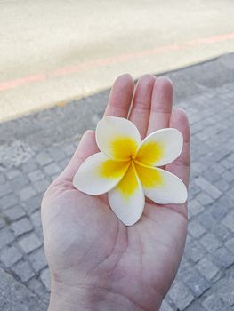 Yellow white Plumeria flower in a woman's hand. Plumeria frangipani in Cape Town.