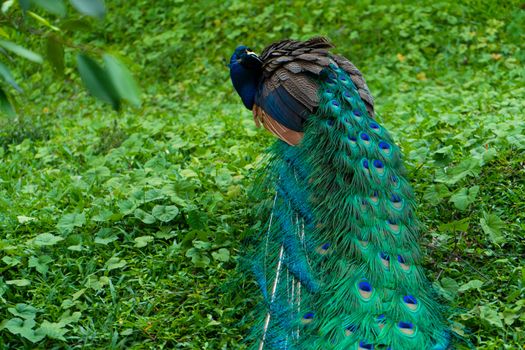 A beautiful manicured peacock walks in a green bird park