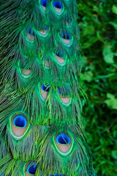 Close-up of a peacock's tail. Feathers on the tail of a peacock. Colors of nature.