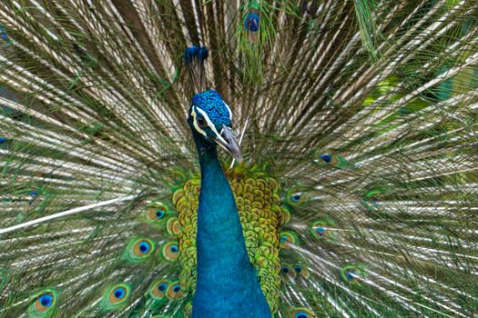 Beautiful well-groomed male peacock, spreading its tail, luxurious tail, flirts with a female.