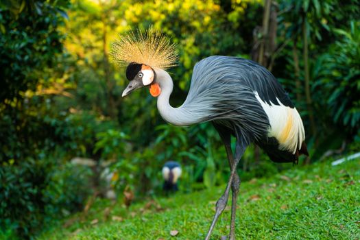 Crowned Crane walks in a green park.