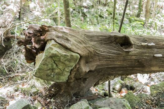 Tree eats stone, envelops rock and breaks after storm, kicks after storm in forest from Tablemountain National Park, Cape Town, South Africa.