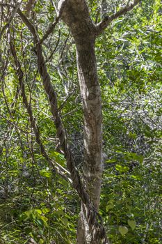 Nature and forest in Africa. Hiking trail in the Table Mountain National Park, Cape Town, South Africa.