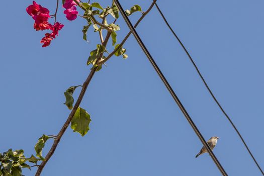 Birds and flowers in the city life of Cape Town, South Africa.