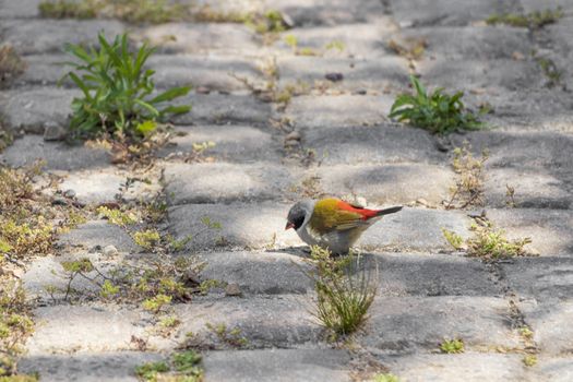 Colorful bird on ground in Cape Town, South Africa.