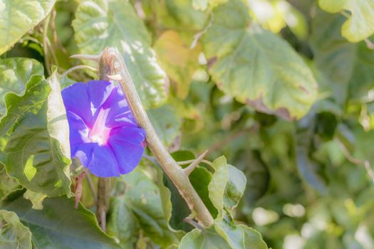 Beautiful violett and blue flowers in gardens and parks in South Africa