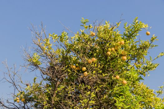 Lemon tree in the gardens of beautiful Cape Town, South Africa.