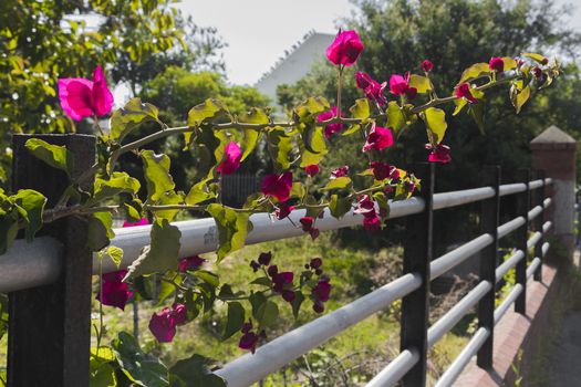 Fence with beautiful climbing plants and pink red lions overgrown in Claremont, Cape Town, South Africa.