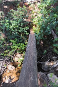 Fallen tree over a river forming a bridge. Cape Town, Table Mountain, South Africa.