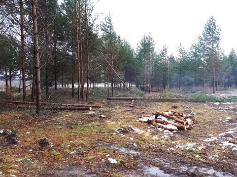 A place where the forest was cut down. Stumps and logs from cutting down and cutting down trees.