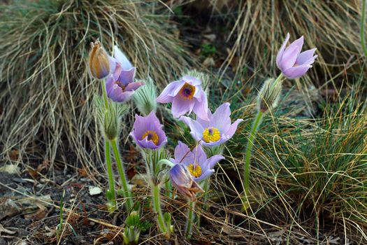 Detail of the pasqueflower - pasque anemone