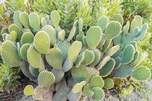 Cacti in South Africa's gardens. Green plants in Africa.