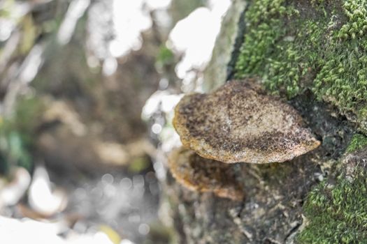 Mushrooms and moss at the tree trunk in the wilderness of South Africa.