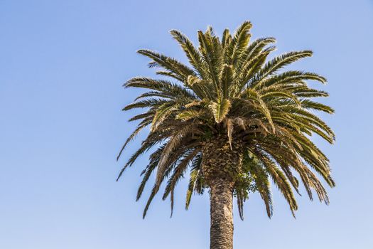 Palm trees in Cape Town, South Africa. Crown of a palm. Palm leaves.