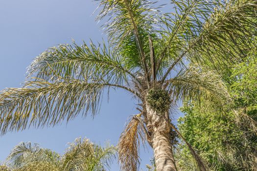 Palms, palm plants, tree, crown of a palm tree in dry Cape Town in South Africa with blue sky.