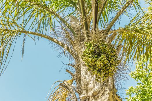 Palms, palm plants, tree, crown of a palm tree in dry Cape Town in South Africa with blue sky.