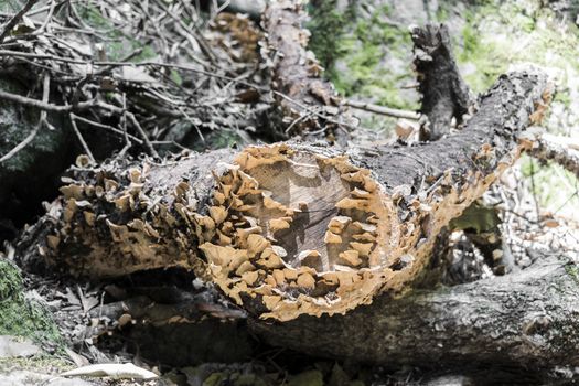 Fungal attack on the dead tree trunk. South Africa.