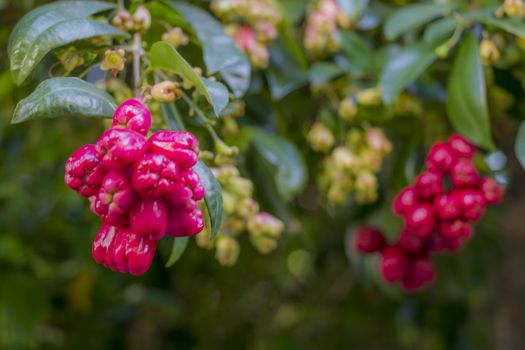 Pink-red flowers or seeds in Cape Town, South Africa.