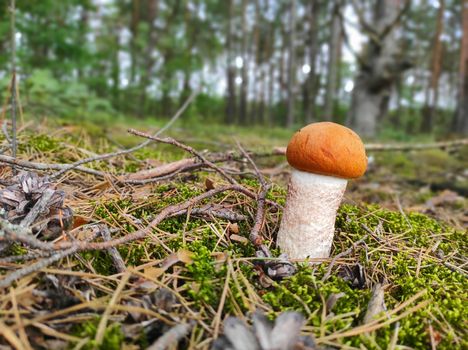Redhead mushroom Leccinum growing in the forest. Young small boletus grow in wood. Vegetarian fresh food. Healthy diet ingredient