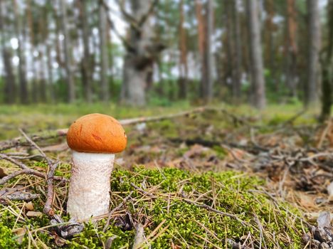 Redhead Leccinum mushroom growing in the forest. Young small boletus grow in wood. Vegetarian fresh food. Healthy diet ingredient
