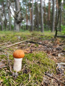 Young Leccinum boletus grow in wood. Redhead mushroom growing in the forest. Vegetarian fresh food. Healthy diet ingredient