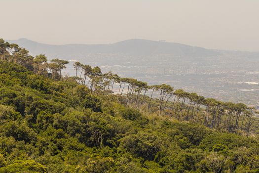 Sensational row of trees on the mountainside in the district of Claremont, Cape Town, South Africa.