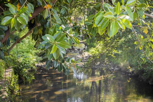 A small beautiful natural river in the streets of Cape Town, South Africa.